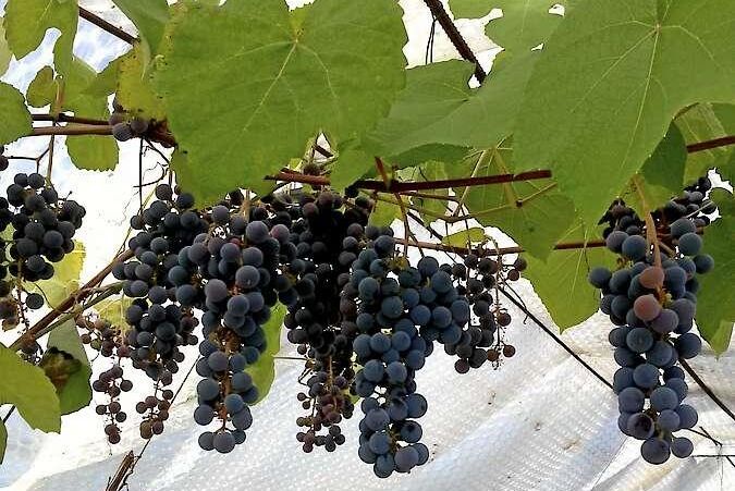 Vindruvor i Västerbotten visas under Öppen Trädgård 2018 hos Eva och Lennart Johansson i Burträsk.