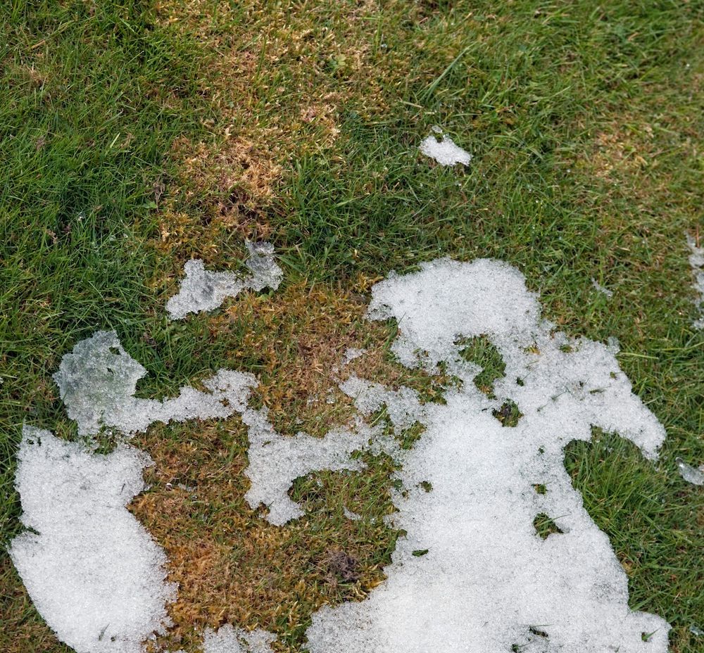 Snörester på gräsmatta.