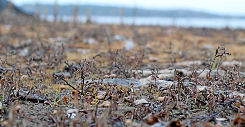 Musselskal och näckrosrötter täcker den blottlagda botten i sjön Yxern. Foto: Caroline Petersson.