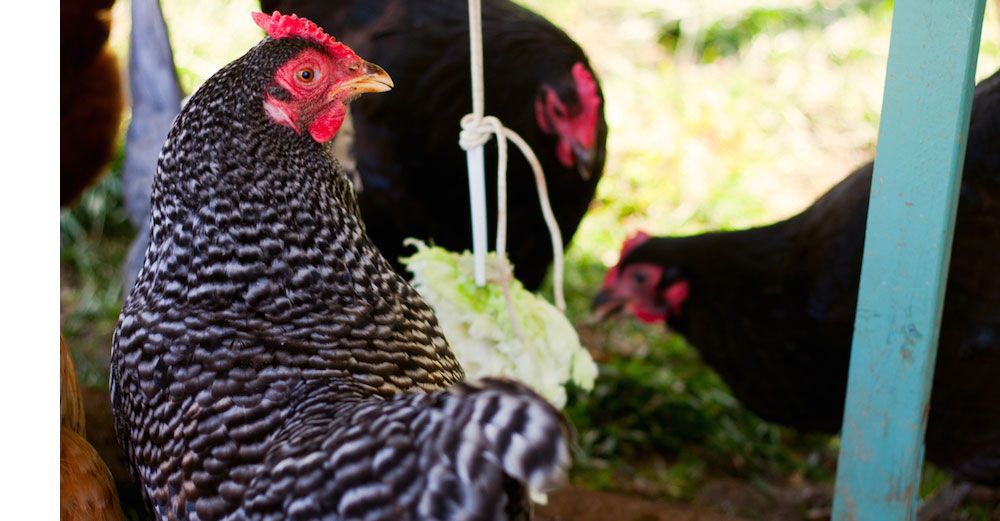 Kål som dinglar på ett snöre är kul för höns.