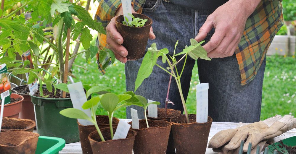 Person tittar på plantor på bord.