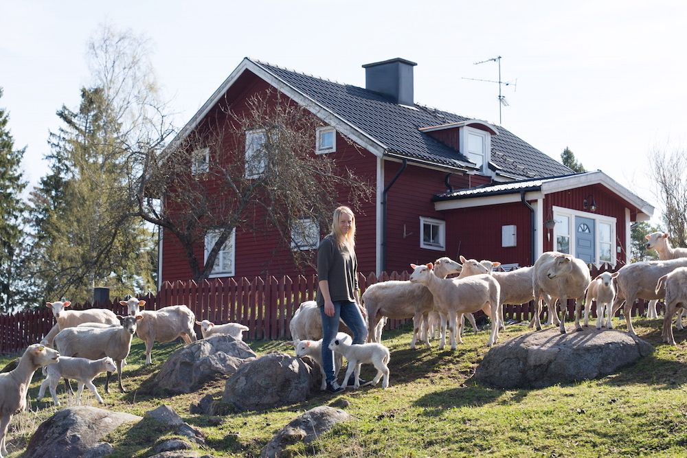 Årets höjdpunkt på gården är när lammen föds på våren.