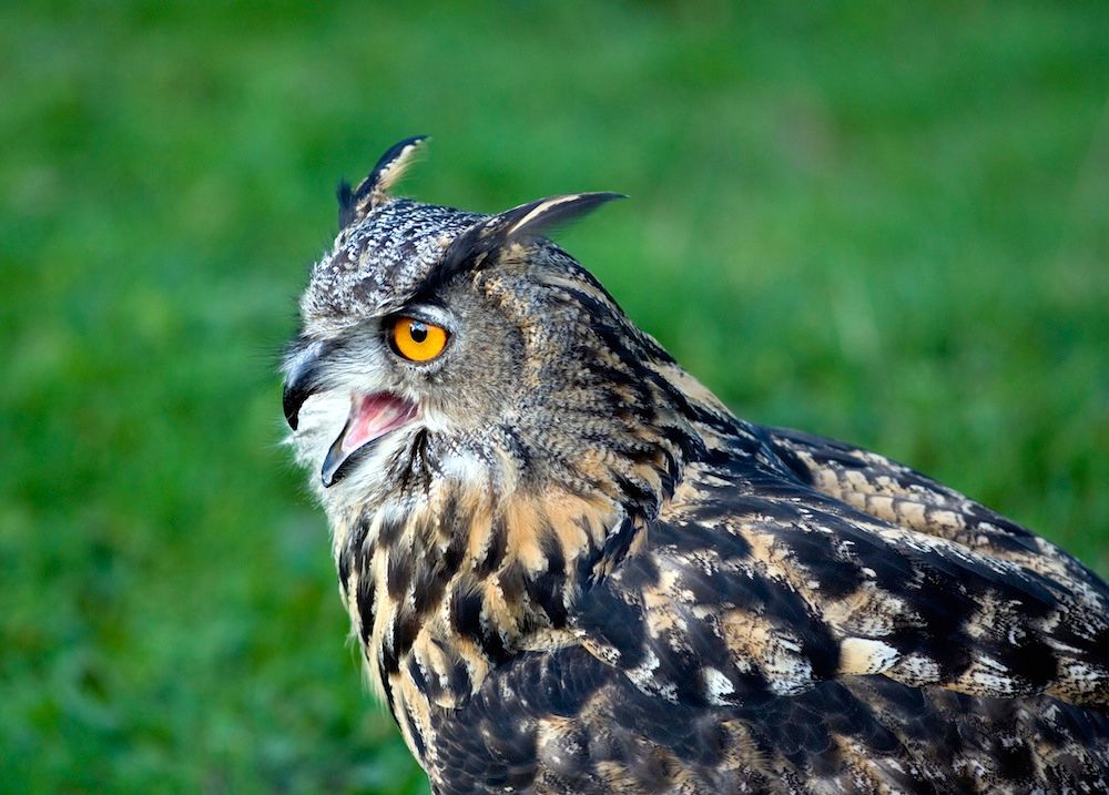 A2A8MN Eagle Owl (Bubo bubo). Image shot 2007. Exact date unknown.