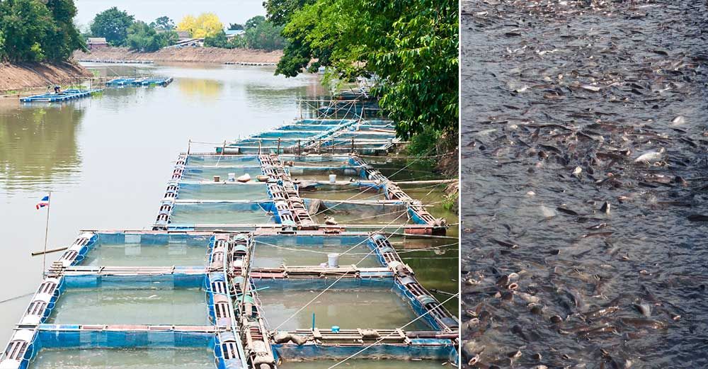 Thailändsk fiskodling, till höger hajmalar. Köttet från fisken säljs i Sverige som Pangasius.
