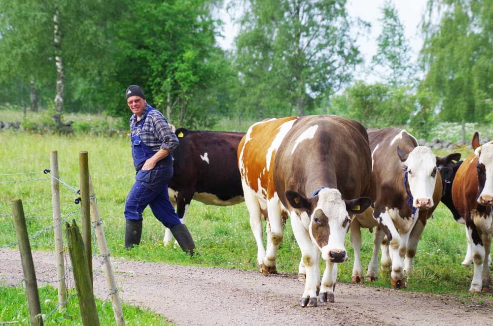 Livet som bonde har blivit både roligare och lättare för Niclas Fällström, 52.
