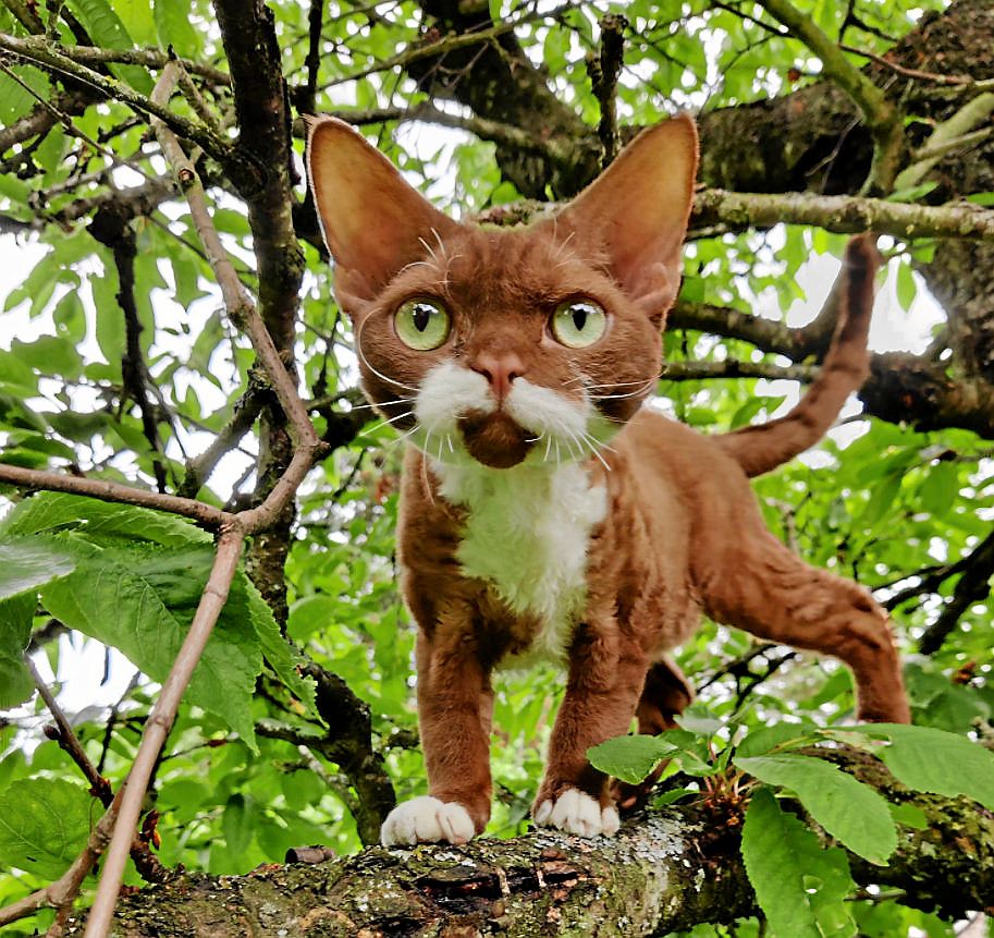 Fin katt på promenad.