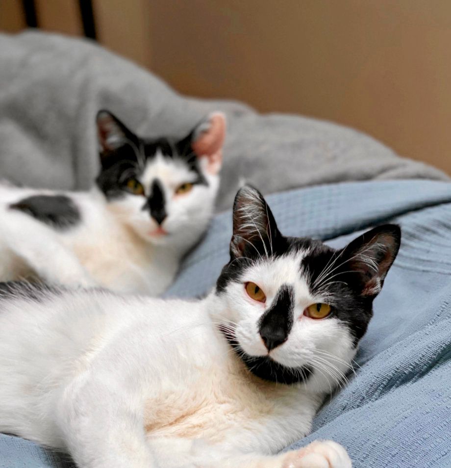 Klart Valiant ska vara med på bild!