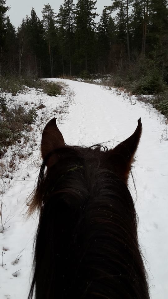 Ännu en hästrygg som vintern njuts från.