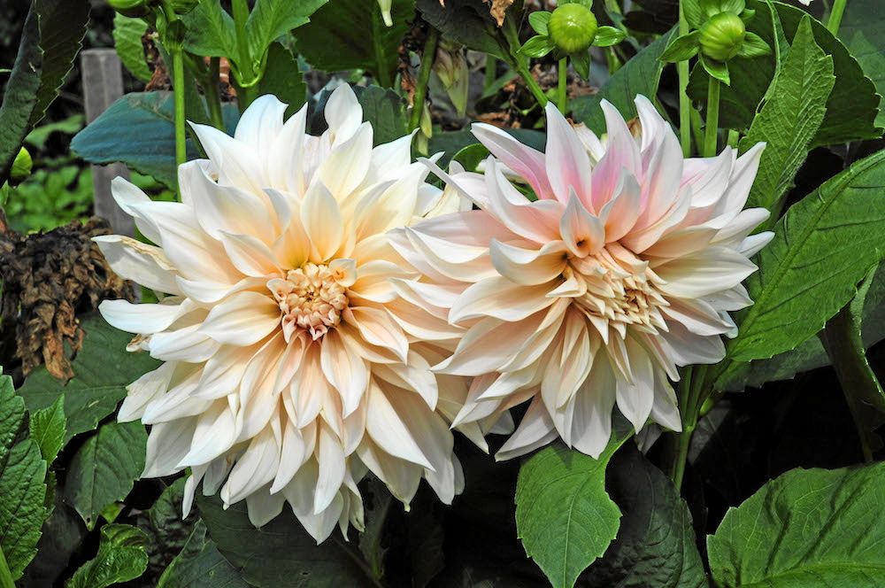 Högrest. ’Café au Lait’ tillhör de dekorativa dahliorna, och prunkar i juli–september med stora, närmast aprikosfärgade blommor.