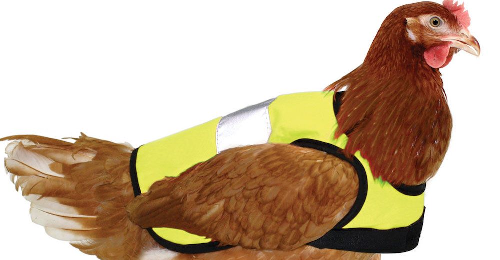 Säkerheten först - specialgjorda reflexvästar för höns!