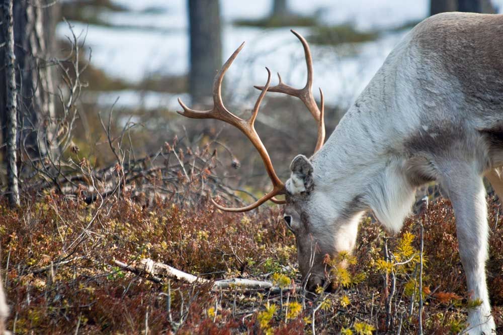 Fjällen sätter sin prägel på renköttets smak.