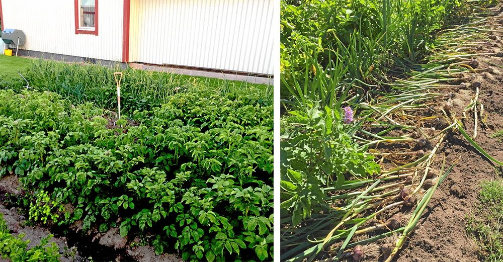 Potatis och lök är de i princip självförsörjande på. Till höger ligger vitlöken och torkar.