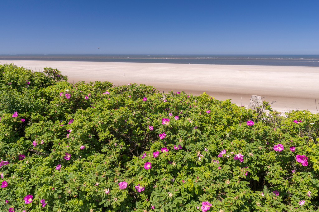 Strand med vit sand, blå horisont och gröna buskar med rosa blommor, alltså invasiva växten vresros, i förgrunden