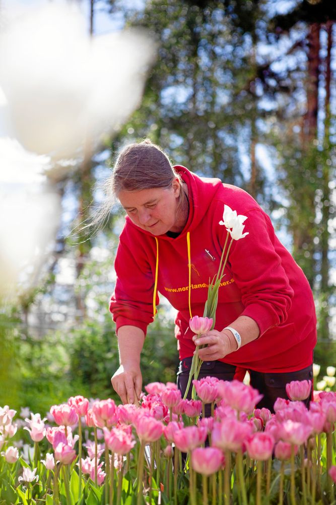 Carolina känner att ödet förde henne hit. Hon bytte toppkarriären i Tyskland, och sorgen efter sin förre man, mot ett lyckligt liv på den norrländska landsbygden.
