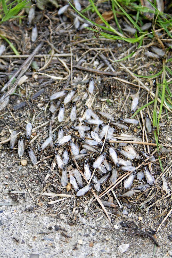 Myror med vingar i en hög ute i naturen.