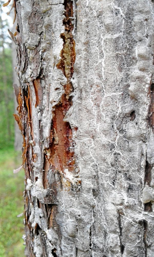 Så här ser fetveden ut efter några års randbarkning.