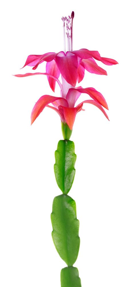 Julkaktusens blad.