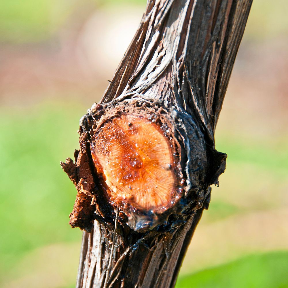 Hård ved blöder om den klipps när saven stigit.