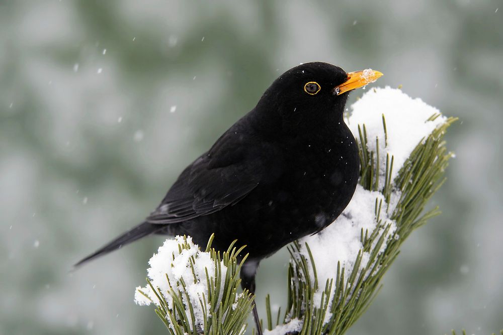 Att få se en koltrast eller någon annan vild fågel är ett sätt att få kontakt med naturen även om man bor i stan.