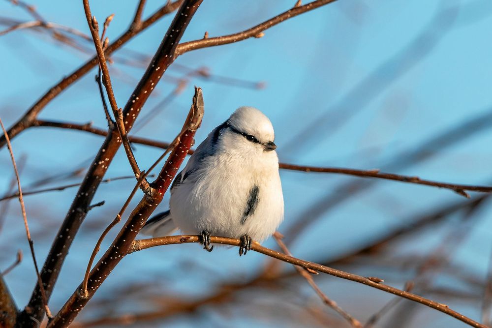 Här är en skarpare bild på azurmes. Detta är ett annat exemplar, fotograferat i Ryssland.