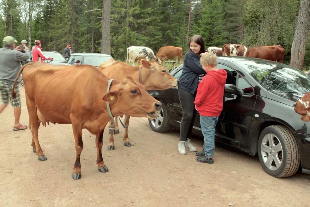 Frigående kor som gärna vill hälsa på fäbodens besökare.