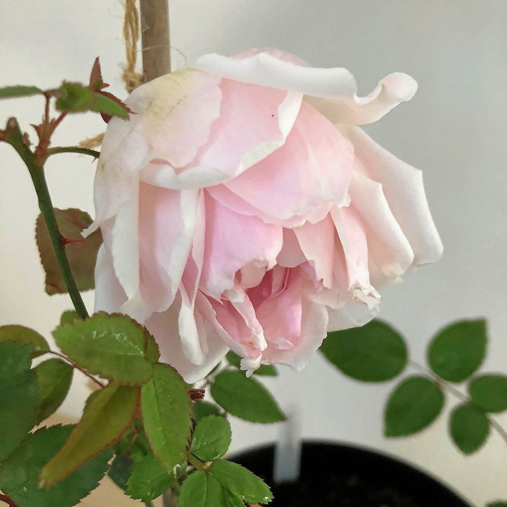 Ljusrosa ros i närbild med gröna blad mot suddig bakgrund
