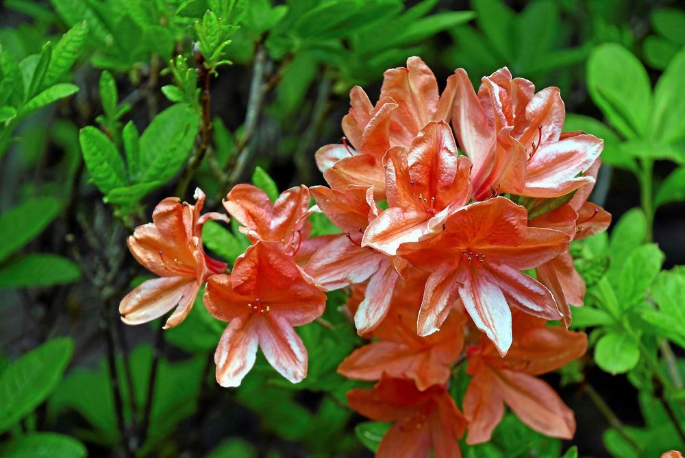 Närbild på rhododendron 'Luteum Orange'.