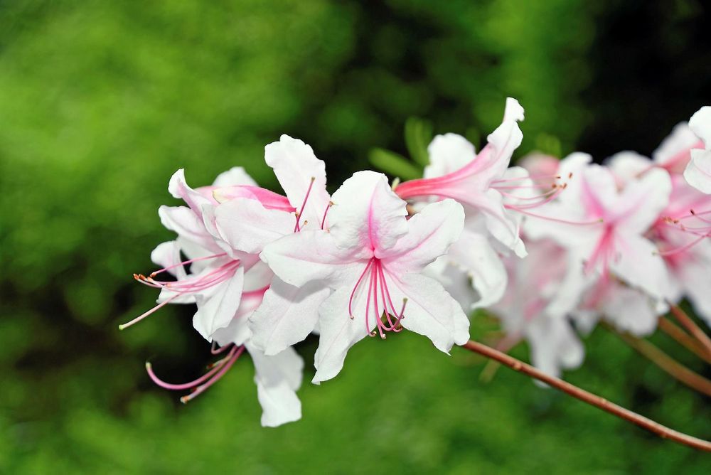 Närbild på rhododendron 'Arborescens'.