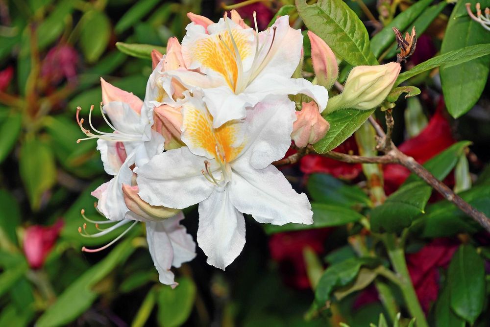 Närbild på rhododendron 'Schneegold'. 