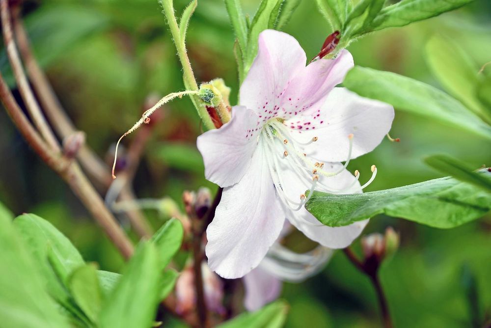 Närbild på rhododendron ’Slippenbachii’