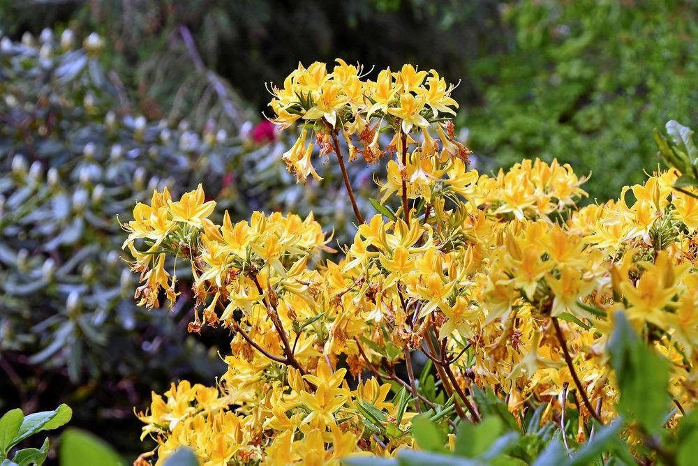 Närbild på rhododendron 'Luteum’.