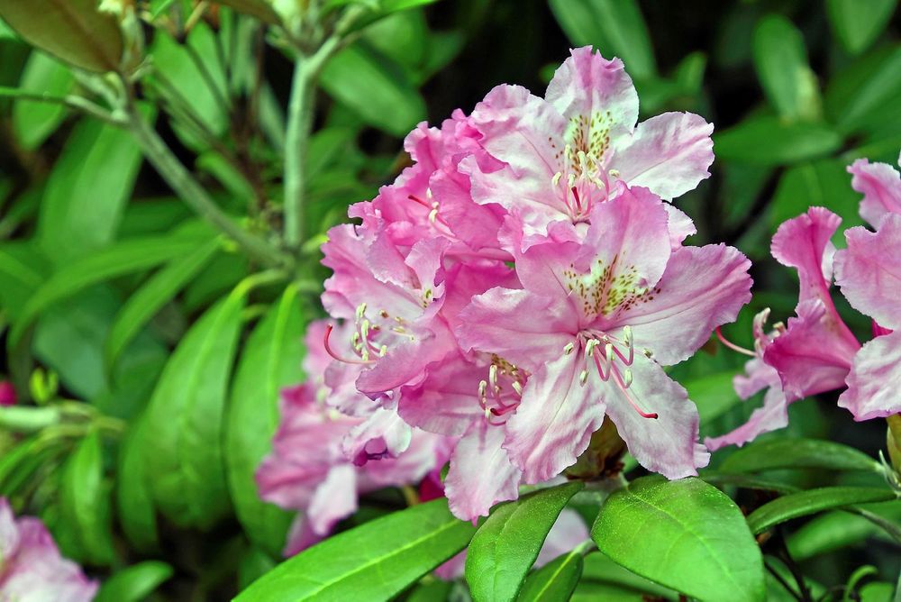 Närbild på rhododendron 'Smirnovii’'