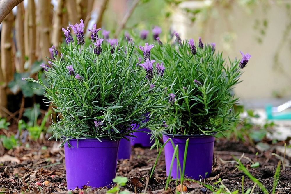 Lavendel i lila krukor på marken.
