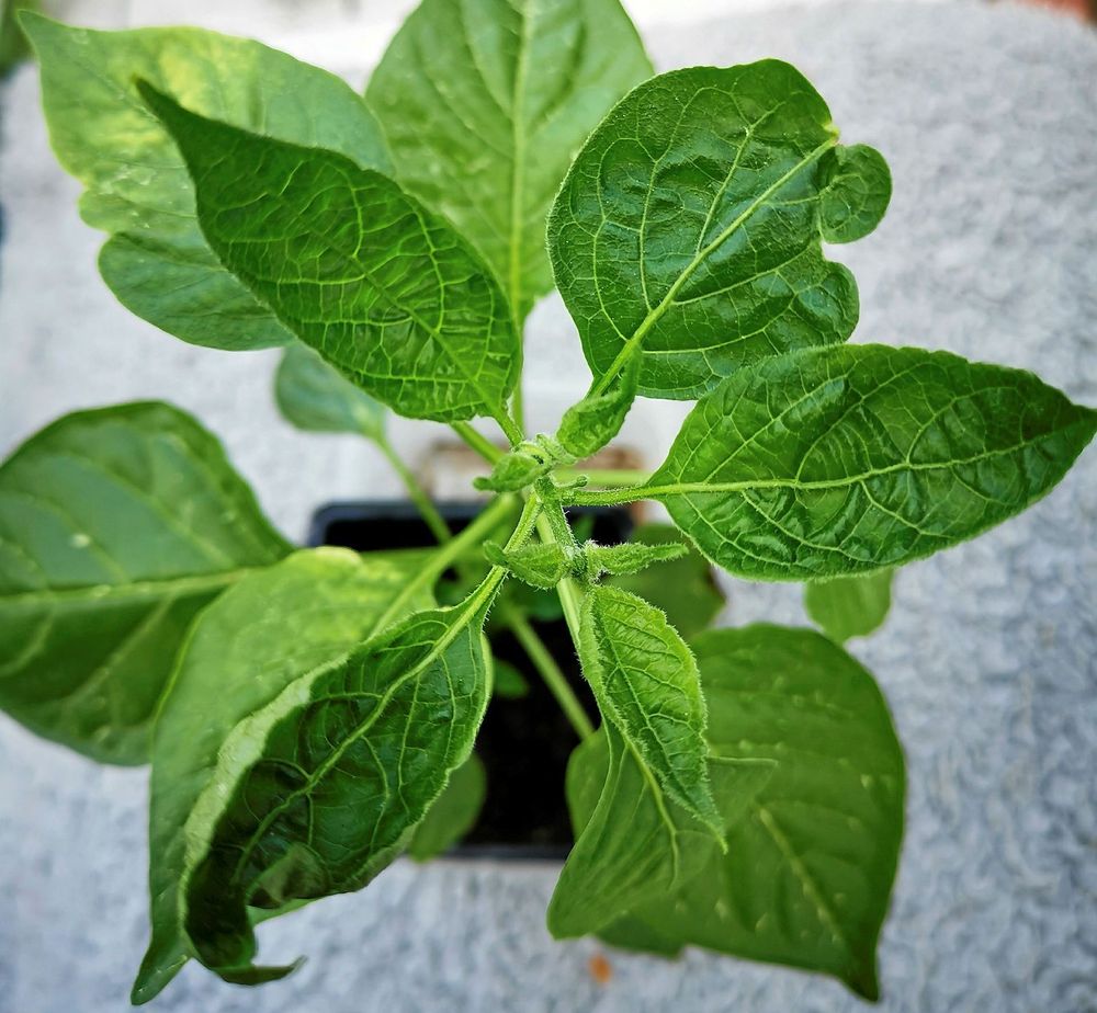Chiliplanta med bladkrull.