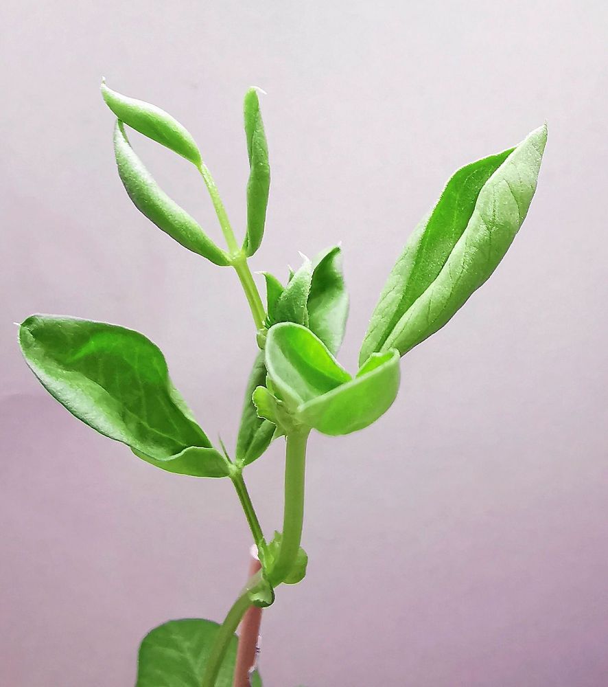 Bönplanta med buckliga blad.