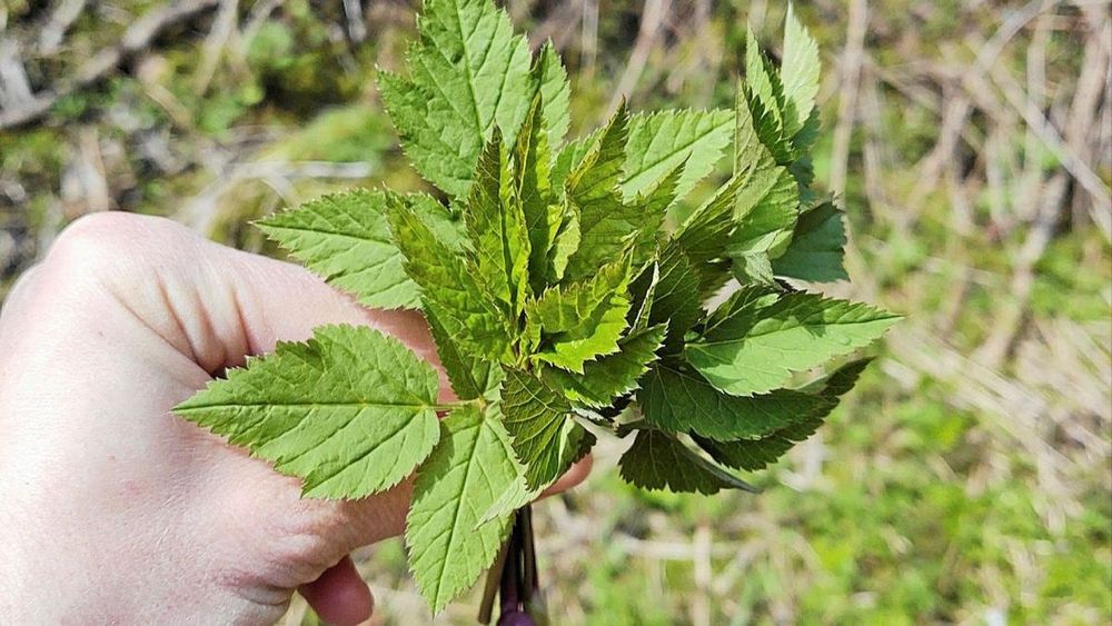 Superknepet: Så hittar du kirskålens svagaste punkt