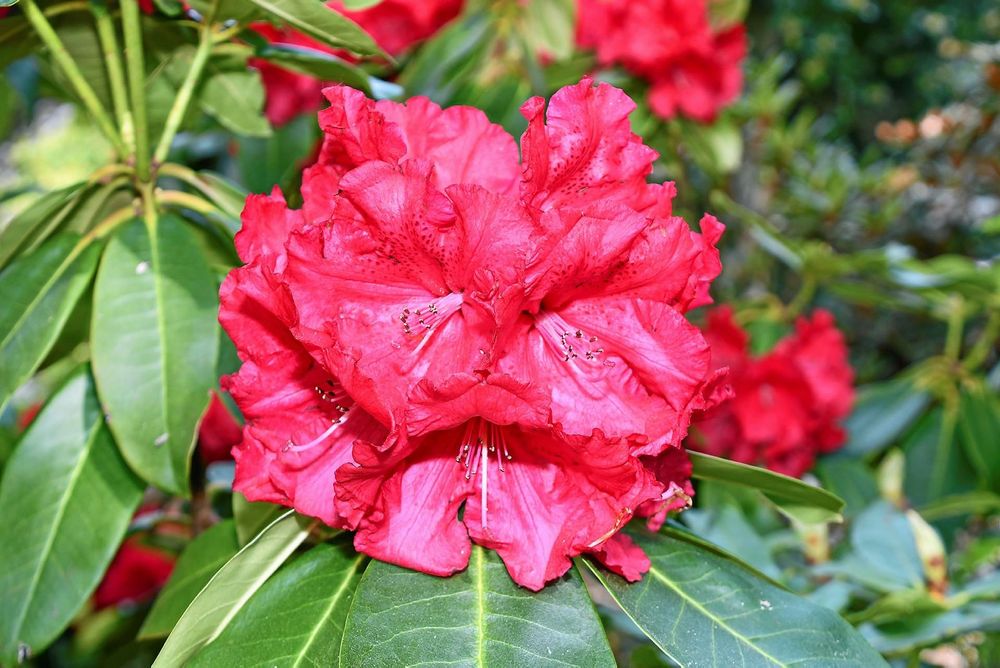 Närbild på rhododendron 'Marketas Prize'.