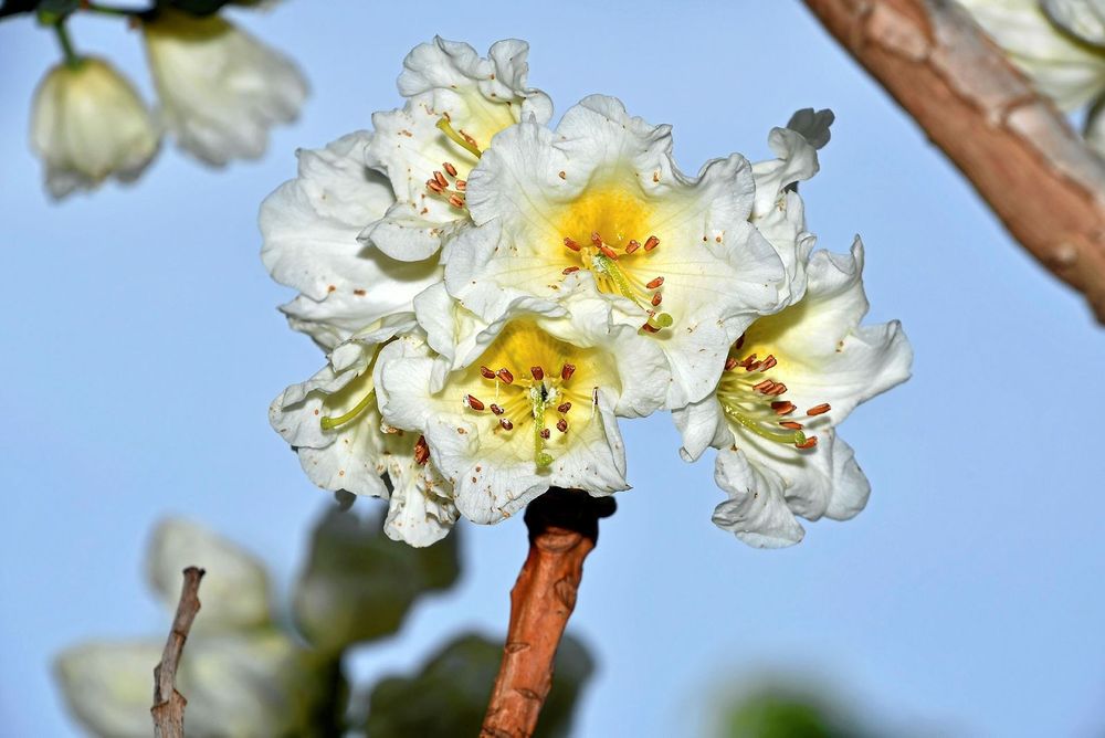 Närbild på rhododendron 'Repose'.