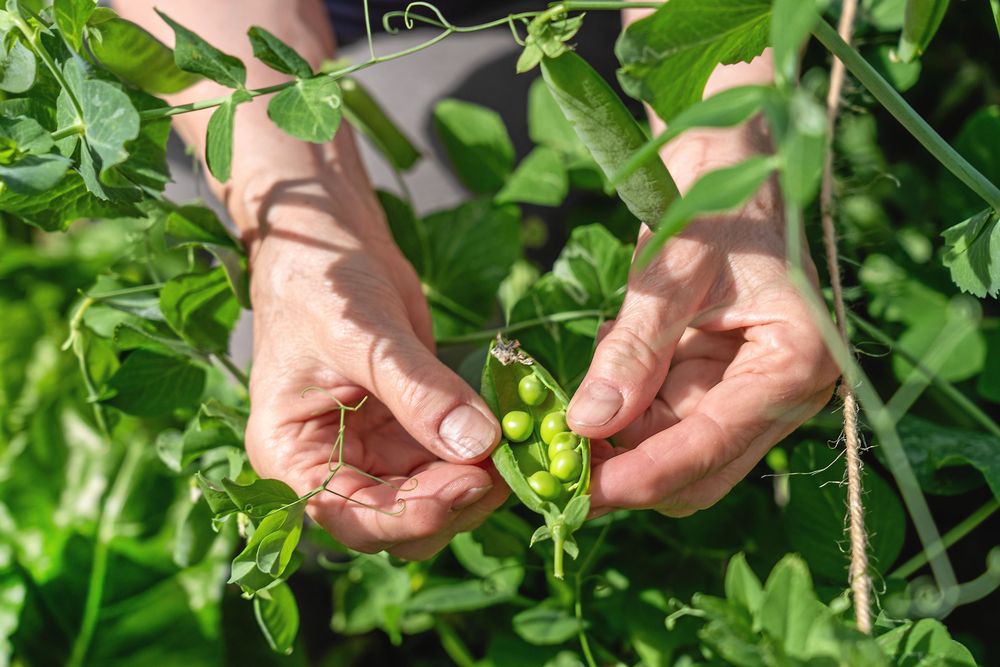 Close-up of hands holding ripe open a pea pod in her hand in back yard home garden. 