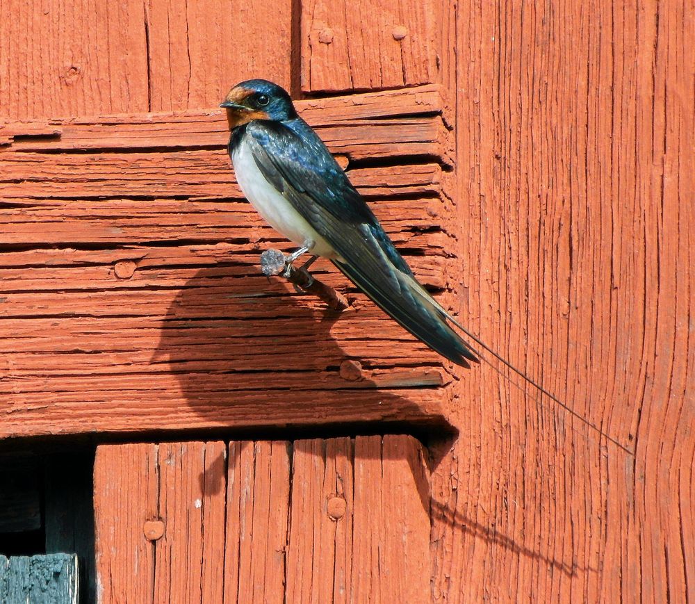 Ladusvala (Hirundo rustica) sitter på en röd lada.