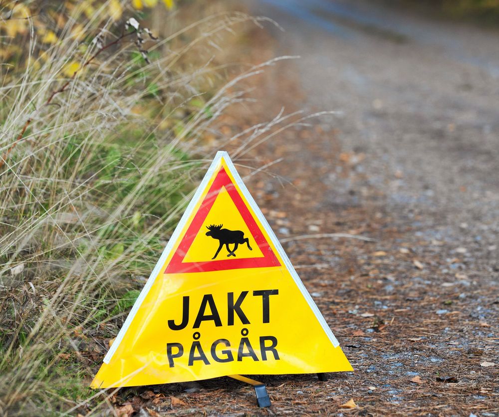 Var alltid försiktig om du märker att jakt pågår i ett område - bär gärna färgglada kläder så att du är lätt-upptäckt.