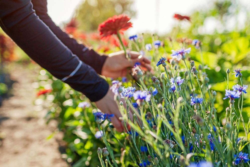 De flesta av oss plockar vilda blommor under sommaren, men får man plocka allt man vill bara för att det växer på ens egen tomt?