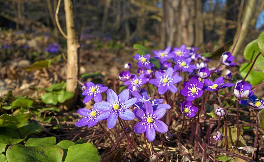 Den vackra blåsippan är en av de fridlysta blommorna i vårt avlånga land. 