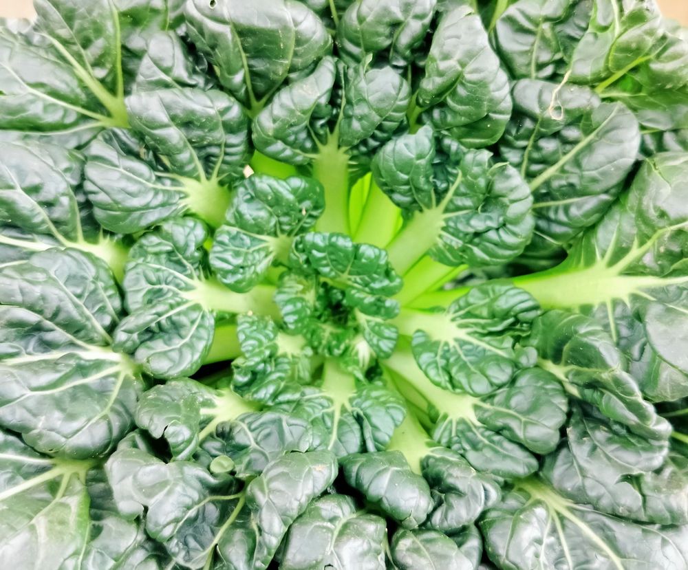 Tatsoi