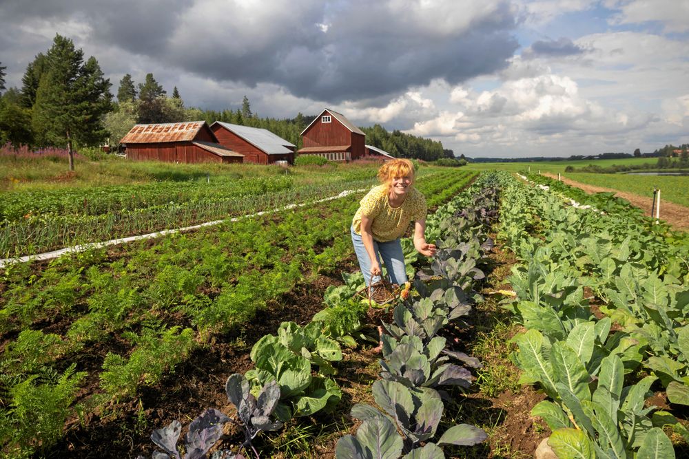 Kvinna skördar grönsaker på en lantlig gård med röda lador i bakgrunden.
