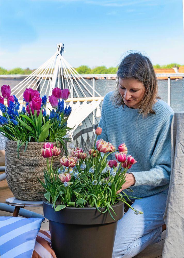 Tulipa 'Red Sparks', Muscari 'Ocean Magic', Muscari armeniacum, Tulipa 'Split'