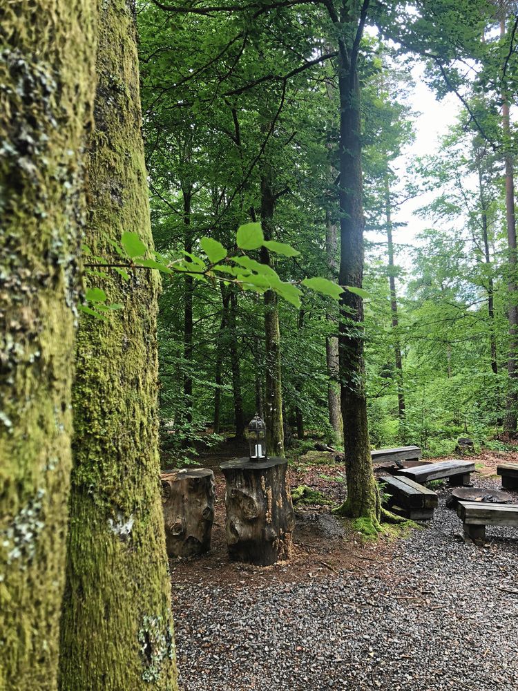 Stedsans in the Woods 2024.