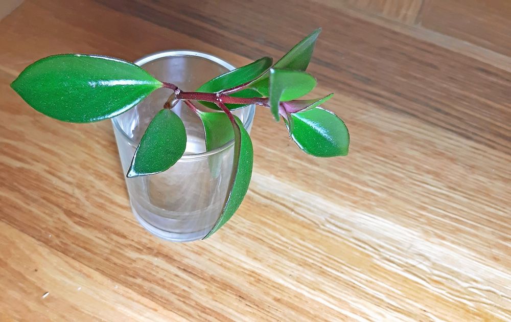 Ampelfackla stickling i vatten.