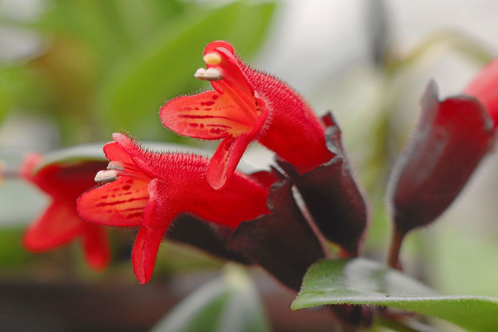 Ampelfackla blomma.