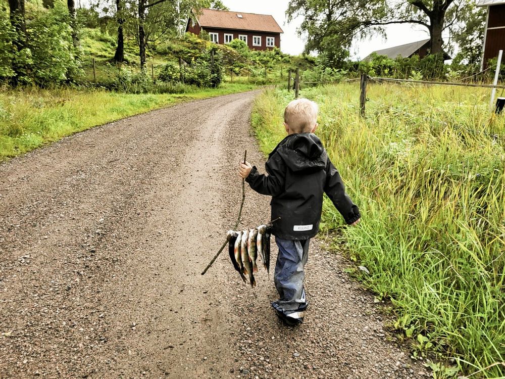 Bild på barn som går med fiskade abborrar på en pinne. 